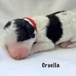 Cruella - Black and white female Bernedoodle puppy in Pottstown, Pennsylvania from Willow-Be Doodles