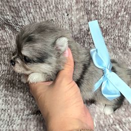 Fletcher - Blue merle Pomeranian puppy in Smithville, Texas from Lafary Poms