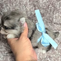 Fletcher - Blue merle Pomeranian puppy in Smithville, Texas from Lafary Poms