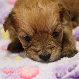 Lily - Tan female Morkie puppy in Georgetown, Texas from Heart of Texas Morkies