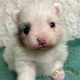 AKC LAKOTA - Blue merle male Pomeranian puppy in Watkins Glen, New York from Wicked Spirits Pomeranians