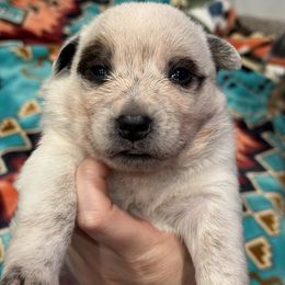 Australian Cattle Dog Puppies from Hangin R Kennels