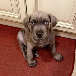 Cane Corso from Bear Valley Cane Corso