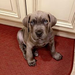 Cane Corso from Bear Valley Cane Corso