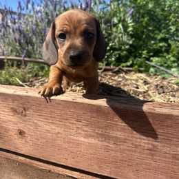 Dachshund Puppies from Harrison Farm