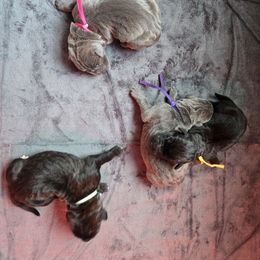 Pink Collar: Female - Gray brindle female Cane Corso puppy in St. Cloud, Florida from Magical Creature Cane Corso