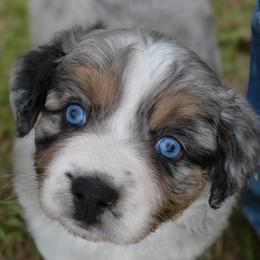 Sadie - Blue merle female Australian Shepherd puppy in Marshall, Texas from Flying S Aussies