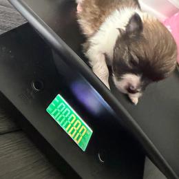 Tri-Color - Tri-colored male Pomeranian puppy in Cheektowaga, New York from Luxe Legacy Pomeranians