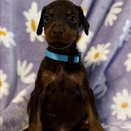 Teal Collar - Red and rust female Doberman Pinscher puppy in Lake City, Florida from Paintedcrazy Doberman Pinchers