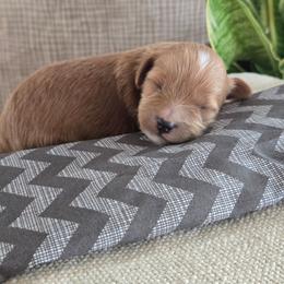 Male 1 - Apricot male Goldendoodle puppy in Mohnton, Pennsylvania from Stony Meadow Puppies