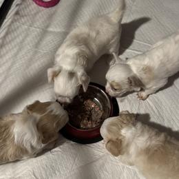 Chihuahua puppies from NitteSwan