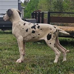 Ruger - Harlequin male Great Dane puppy in Biscoe, North Carolina from Clouser's Bodacious Danes & Miniature Schnauzers