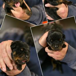 Boy 6 - Black and tan male Rottweiler puppy in Stanton, Kentucky from Vom Hause Alistair