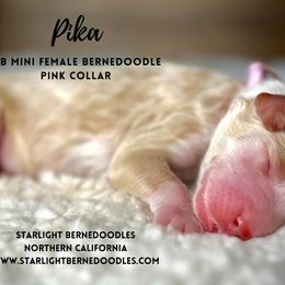 Bernedoodle Puppies from Starlight Bernedoodles