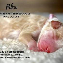 Bernedoodle Puppies from Starlight Bernedoodles