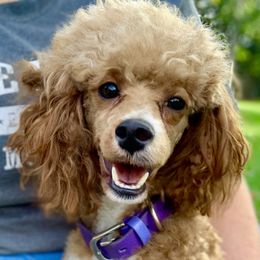 Pippy - Poodle