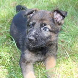 Margarita - Sable female German Shepherd puppy in Oakland, Oregon from VHM German Shepherds