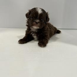 Shih Tzu Puppies from Moore Shih Tzus