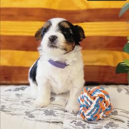 Jacob - Black tan and white male Biewer Terrier puppy in Conetoe, North Carolina from Southern Belle's Biewer Terriers & Papillons