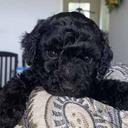 Cavapoos and Poodles from Mckendra's Legacy