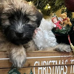 Soft Coated Wheaten Terriers and Whoodles from Miniature Whoodles & Wheaten terriers Utah