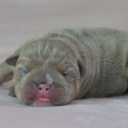 Emerald - Lilac tri-color female Bulldog puppy in Winnsboro, Texas from JP Ranch Bulldogs
