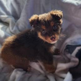 RTF1 - Red tri-color female Australian Shepherd puppy in Sunbright, Tennessee from Laudrick Aussies