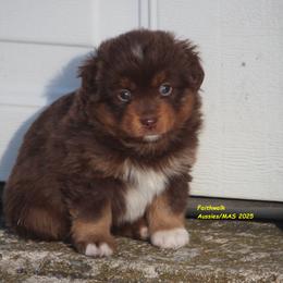 Jocasta - Red tri-color female Miniature American Shepherd puppy in Hillsdale, Michigan from Faithwalk Aussies and Mini American Shepherds