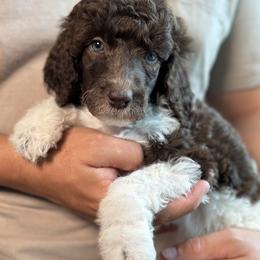 Angelina - Parti female Poodle puppy in Spring Hills, Florida from The Olympus Standard Poodle