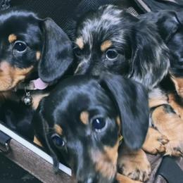 Dachshunds from Desert Doxies