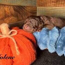 Jolene - Brown female Newfoundland puppy in Tully, New York from Bear Paw Newfoundlands