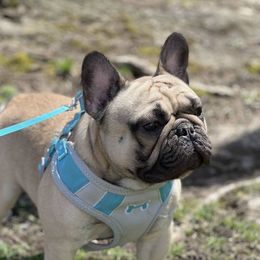 DALLAS - French Bulldog