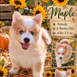 Maple -2500 (breeder hold) - Wolf sable female Pomsky puppy in Spring Hill, Florida from www.PuppyTimeEmporium.com