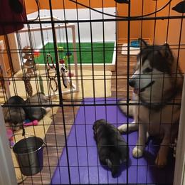 Alaskan Malamute Puppies from Strong Water Malamutes