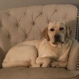 Elinor - Labrador Retriever