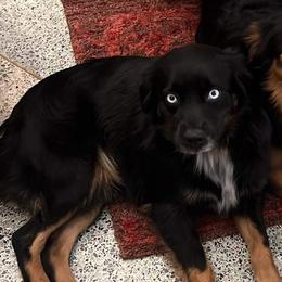 Jasmine - Miniature American Shepherd