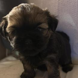 Harmony - Black and tan female Shih Tzu puppy in Modoc, Kansas from Karla Sauer