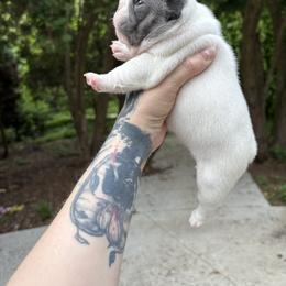 French Bulldog Puppies from Top Billin' Frenchies, LLC