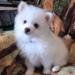 BUNNY Boy 2 - White male Pomeranian puppy in Lore City, Ohio from Tonia's Pomeranians