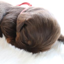 Rolo - Chocolate and tan male Dachshund puppy in Peebles, Ohio from Cave Valley Hounds