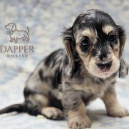 Chestnut - Dapple male Dachshund puppy in Zephyrhills, Florida from Dapper Doxies