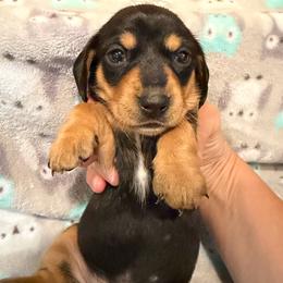 Girl 2 Orange - Black and tan female Dachshund puppy in Grand Valley, Pennsylvania from Dachshunds on the Hill