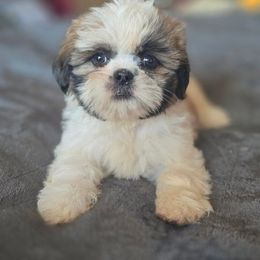 Sasha - Tricolor female Shih Tzu puppy in Stroudsburg, Pennsylvania from Puppyville Pa Shih Tzu & frenchies