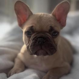 Butterscotch - Fawn female French Bulldog puppy in Salisbury, Maryland from 77 Frenchies Maryland