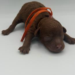 Saffron - Red  female Poodle puppy in Southampton, New Jersey from Lavishly Loved Pets LLC