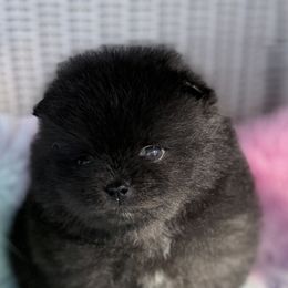 Prue - Black female Pomeranian puppy in Coleman, Oklahoma from Pretty Poms