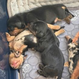 Dachshund Puppies from Little Doxie Farm