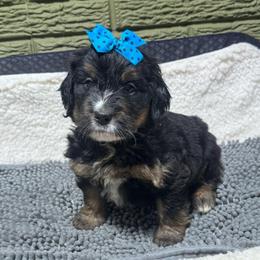 Grape - Tri-color female Bernedoodle puppy in Carmichaels, Pennsylvania from JensenBelle Doodles