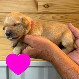 Eleanor (Dark Pink) - Golden female Golden Retriever puppy in Cadillac, Michigan from K & M Golden Retrievers