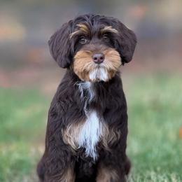 Honey - Australian Labradoodle